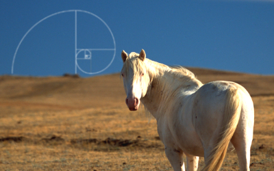 Un cavallo sulla strada di Fibonacci: la nuova guida operativa per Counselor e Coach